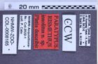Etiketten zu Rismethus insolitus (NHMW-ZOO-COL-0008165)